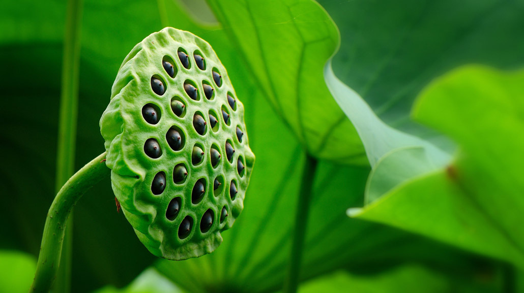 湖南特产莲子手工通心红莲开边红莲乌莲脱壳莲子