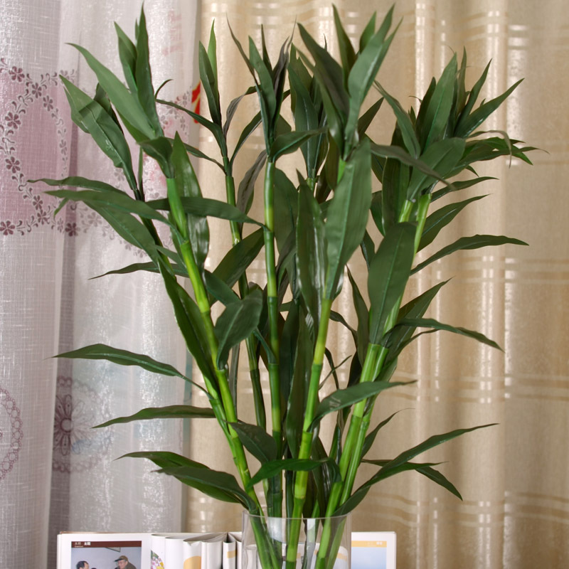 富贵竹_富贵竹供应商_富贵竹批发市场