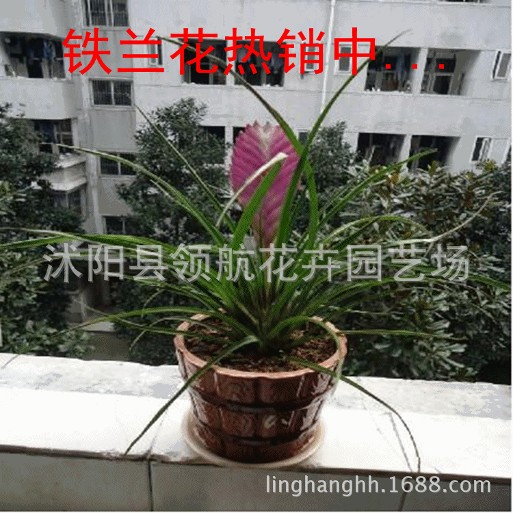 盆景 盆栽 植物 750_750 gif 动态图 动图
