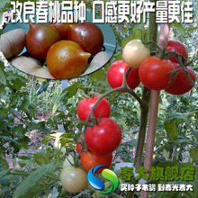 樱桃番茄价格_今日最新樱桃番茄价格行情走势