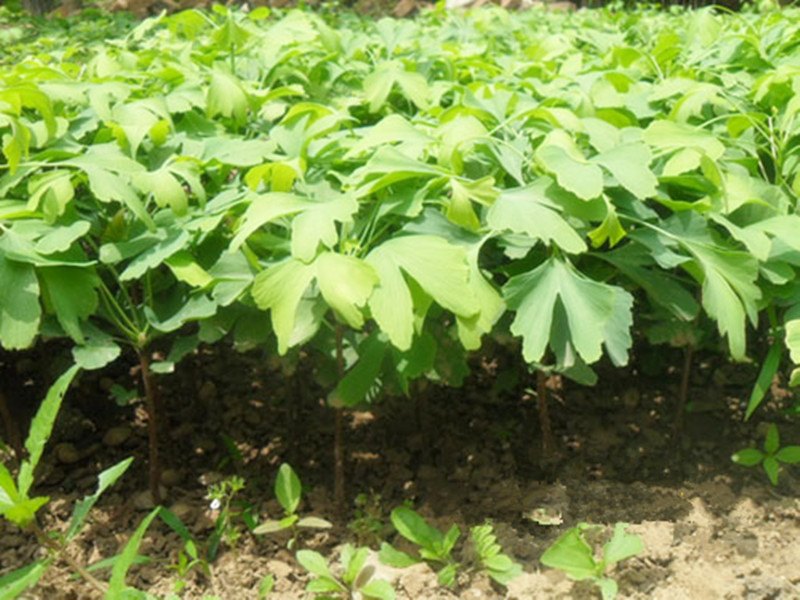 批发银杏苗 绿化苗木 银杏小苗 白果苗 银杏树苗规格齐全基地