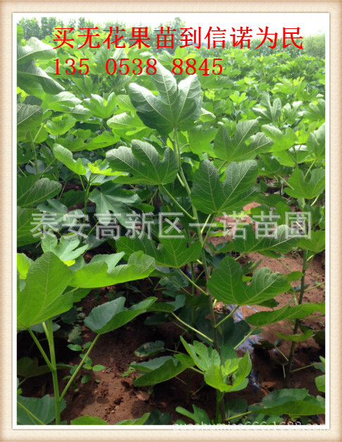 无花果苗