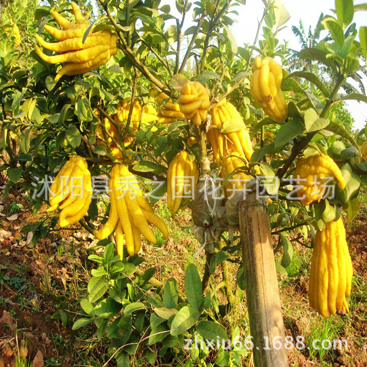 阳台室内盆栽庭院花卉 金佛手树苗 千佛手瓜水果树苗木当年结果