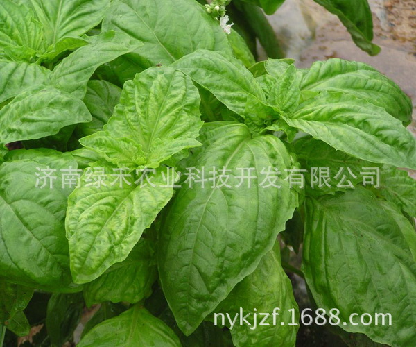 九层塔种子罗勒种子香味植物西餐蔬驱蚊香菜