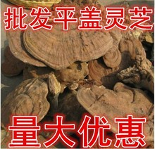 供应天然森林大兴安岭产地野生平盖灵芝新货 老牛肝菌500克包邮