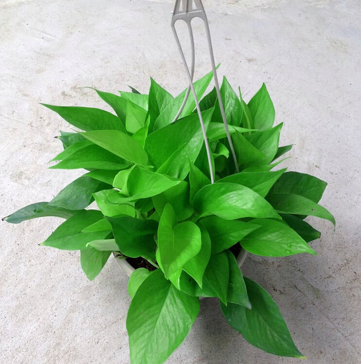 田大姐绿萝黄金阁吊绿萝盆栽水培绿萝花盆栽吊兰室内花卉批发