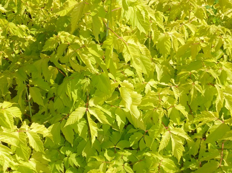 【大量供应】金叶糖槭 金叶复叶槭 糖槭树唐槭树塘槭苗木树苗