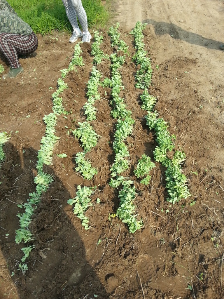 出售工程护坡用景天类苗木 八宝景天 德国景天 三七景天等