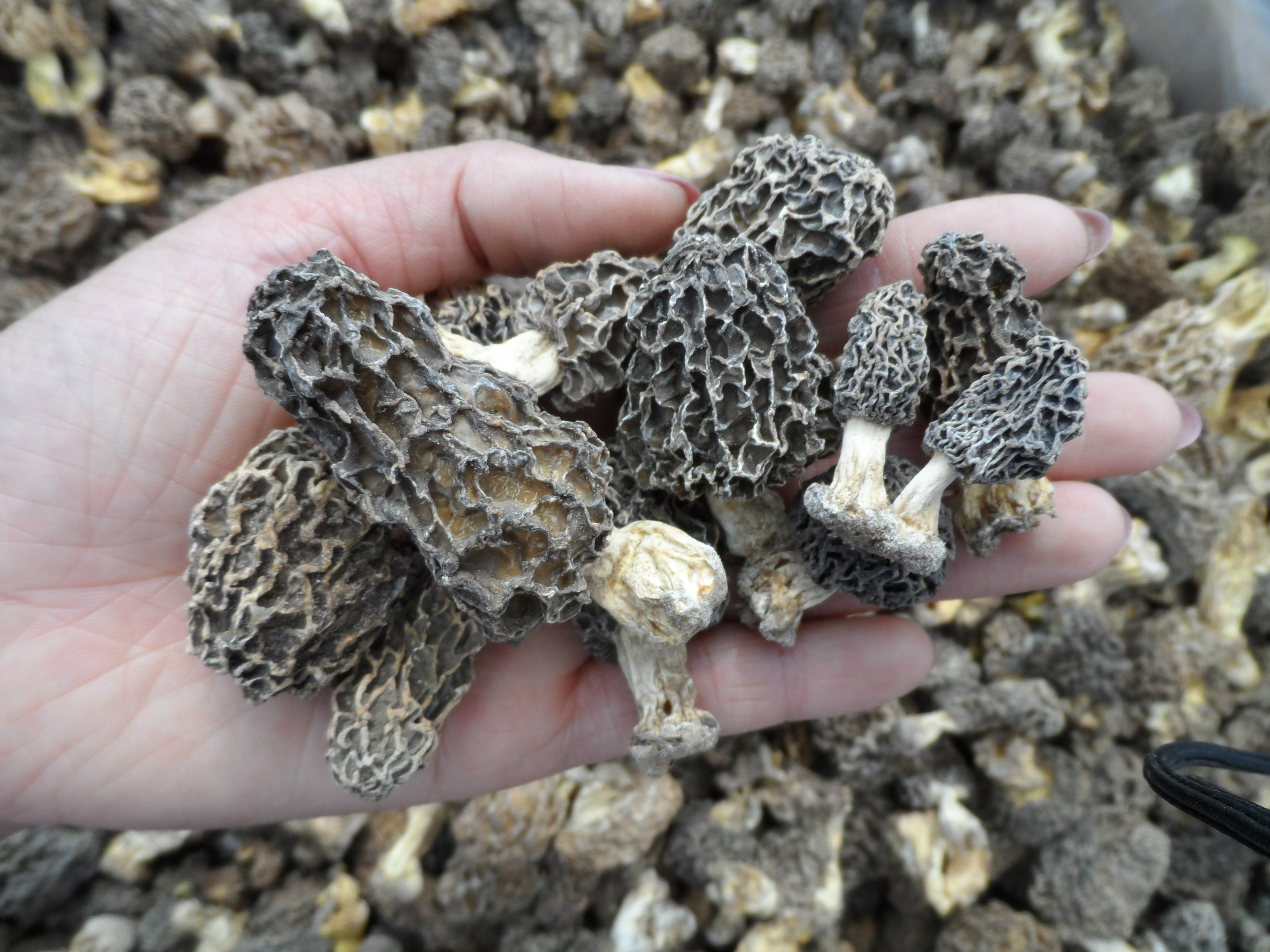 【野生羊肚菌 】珍贵特产羊肚菌圆顶剪泥脚3-5公分 批发羊肚菌