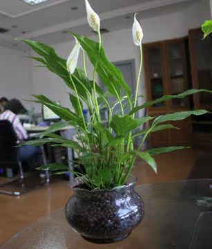 水培土培白掌一帆风顺绿色办公室盆栽植物吸收甲醛带花苞