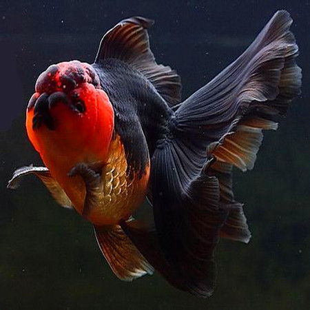 高档金鱼