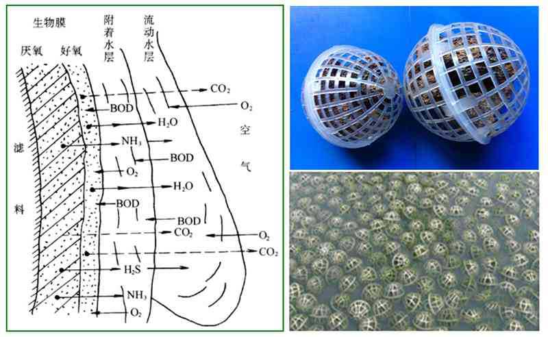 是利用附着生长于某些固体物表面的微生物(即生物膜)进行有机污水处理