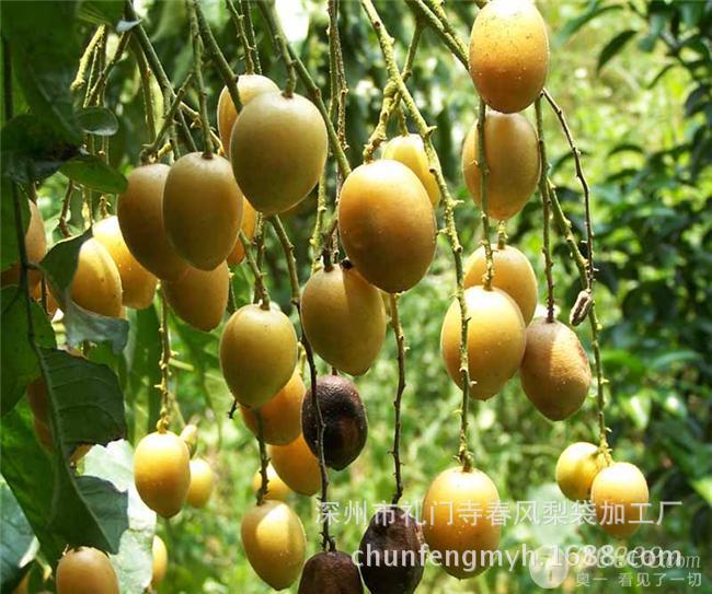 芒果套袋_芒果套袋芒果袋白色芒果袋规格20*