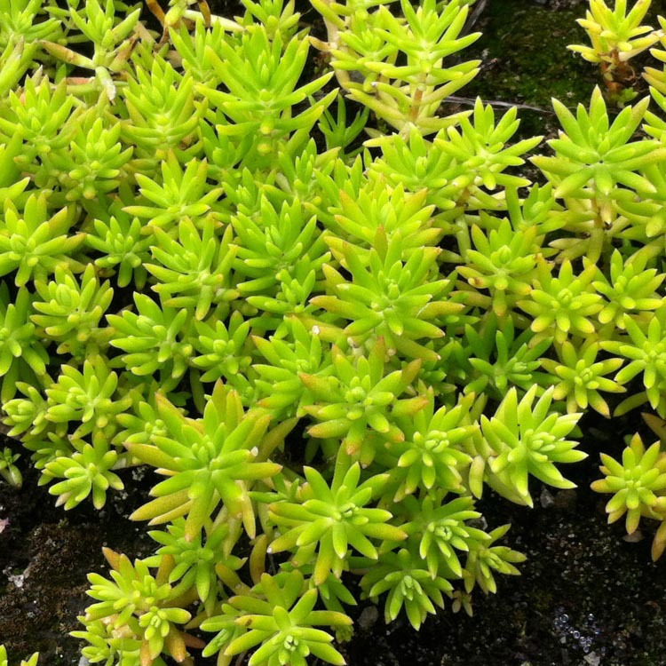 基地直销容器式绿叶佛甲草屋顶绿化专用货源充足