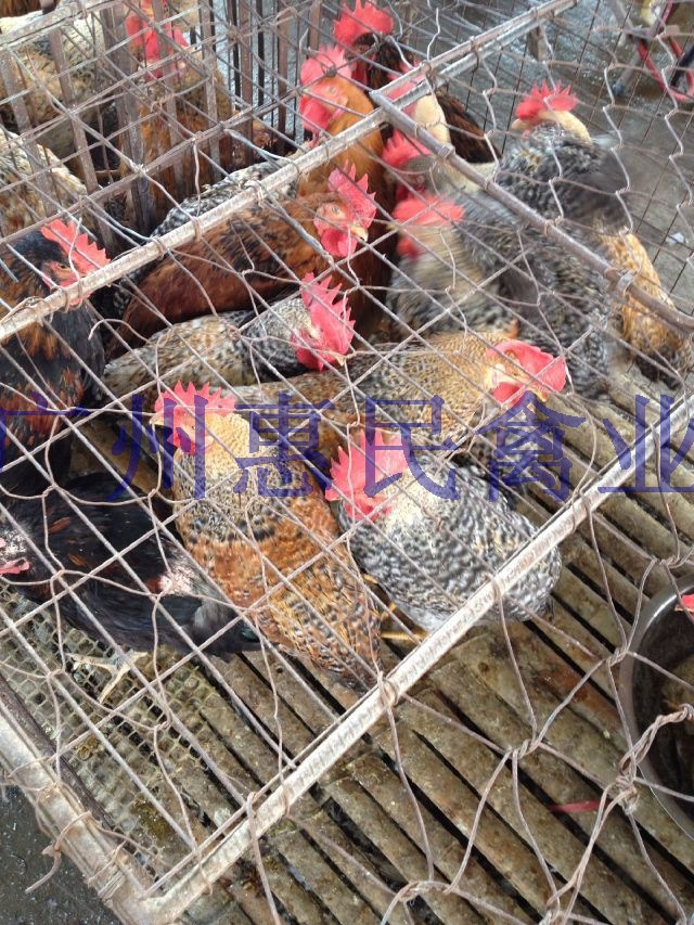 专业供应高品质红芦花鸡苗 成活率高鸡苗天然健康无公害鸡苗批发