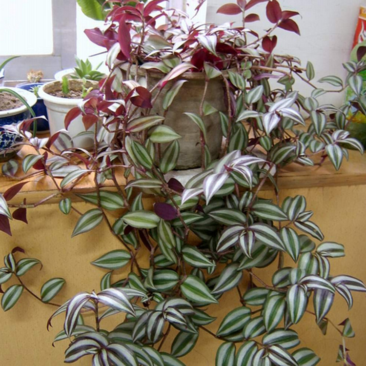 供应吊竹梅批发 室内绿色垂吊植物 可盆栽 基地直销 量大从优