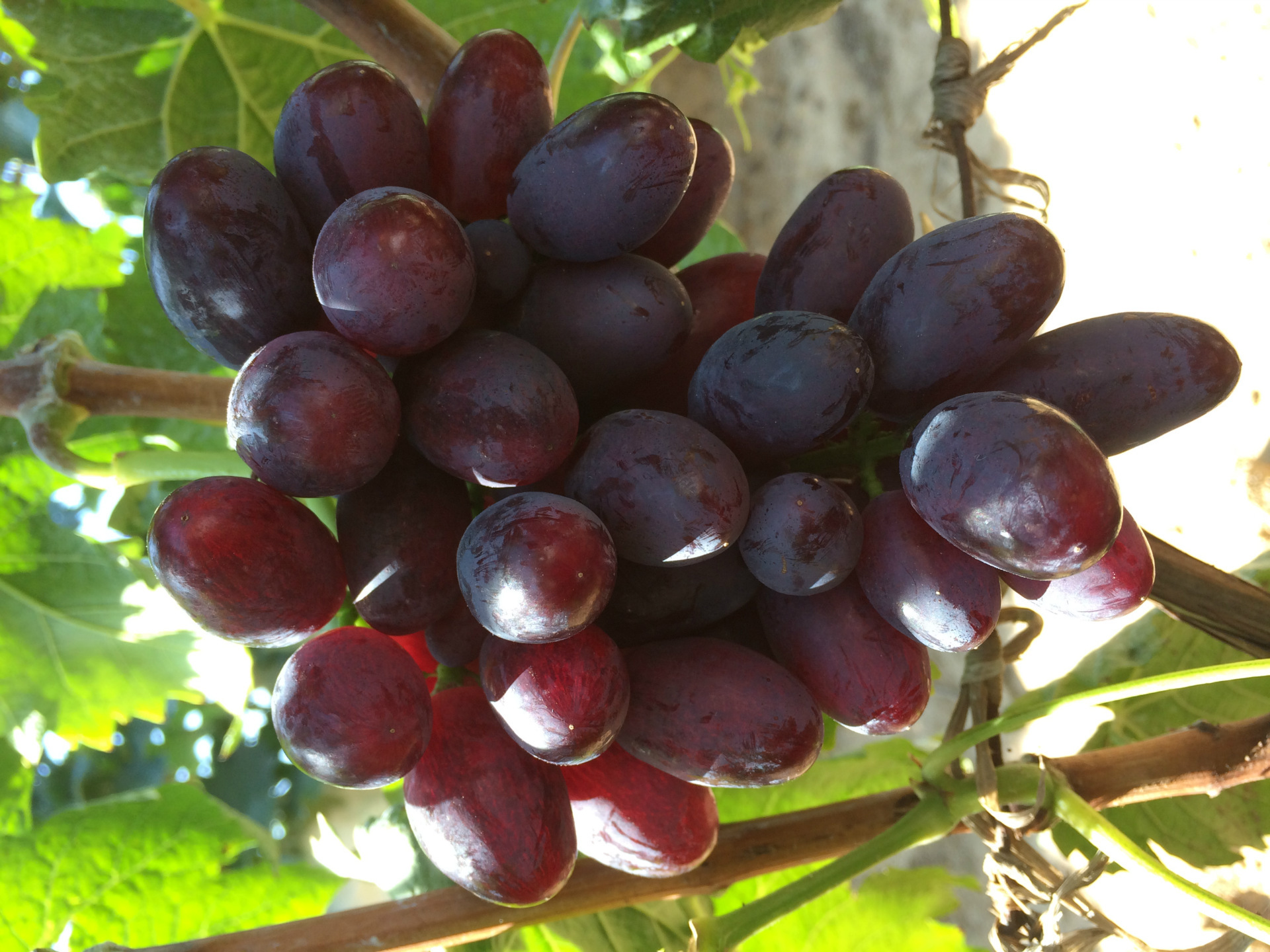 葡萄苗 无核 新品种 提供种植技术