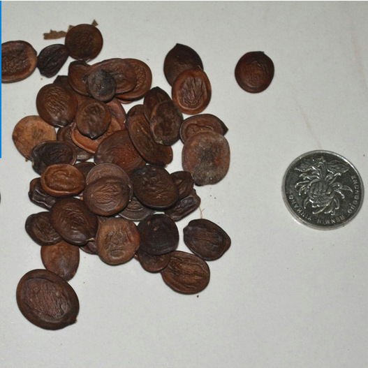 公司批发 羊蹄甲 洋紫荆 精选花木种子 羊蹄甲种子红花羊蹄甲