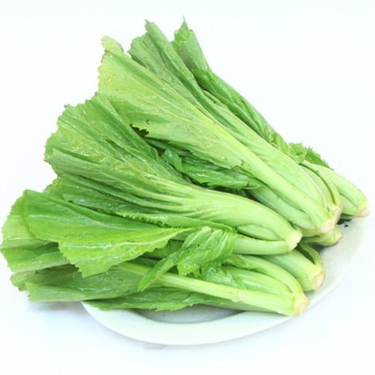 大坪铺包心芥菜耐热耐寒春夏秋冬均可种植品质好可做酸菜