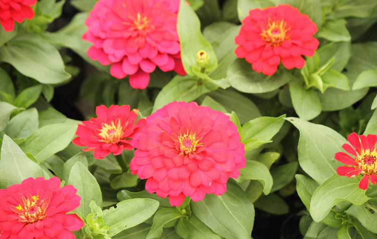 花卉植物百日草 阳台盆栽绿植花草 耐干耐旱矮生百日草花低价
