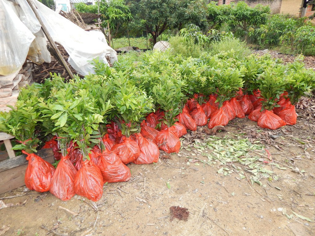 东魁杨梅嫁接种苗果大肉厚口感超好广西优质果树苗木批发