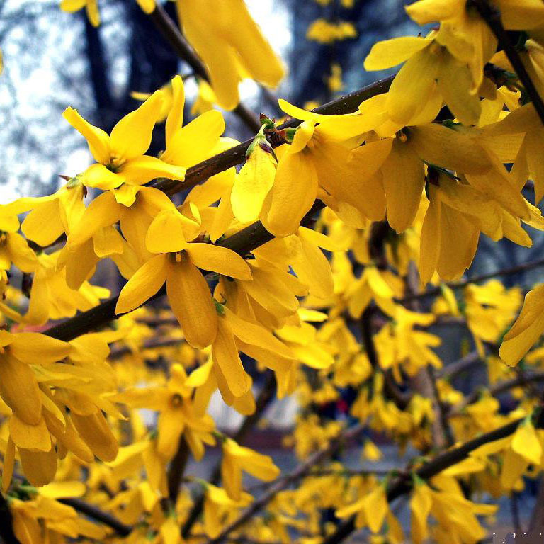基地批发连翘苗黄老虎小苗工程绿化苗木当年开花规格齐全量大优惠