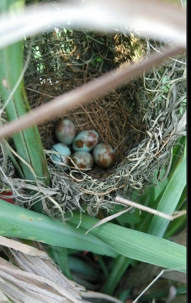 大树,差不多直径四十公分左右,上面有很多鸟儿的窝,其中以蜡嘴鸟居多