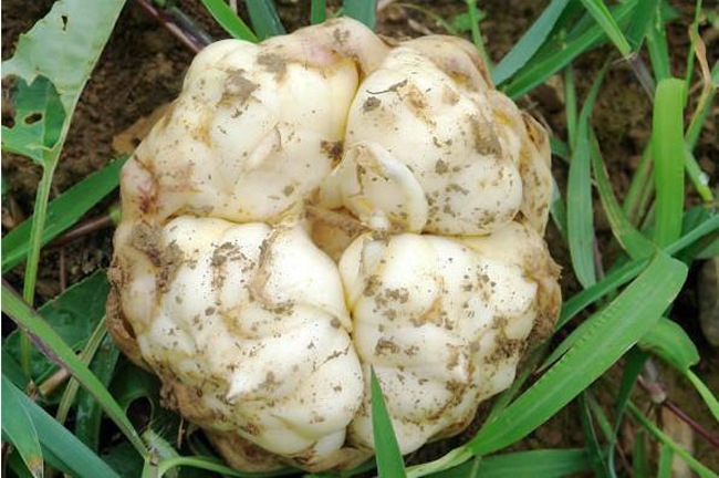 【大金湖滋补中药材】鲜百合的做法