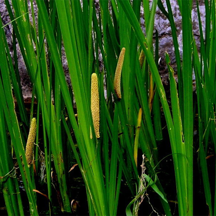 菖蒲批发 臭菖蒲 重庆水生植物 优质净水植物 水生植物批发 基地