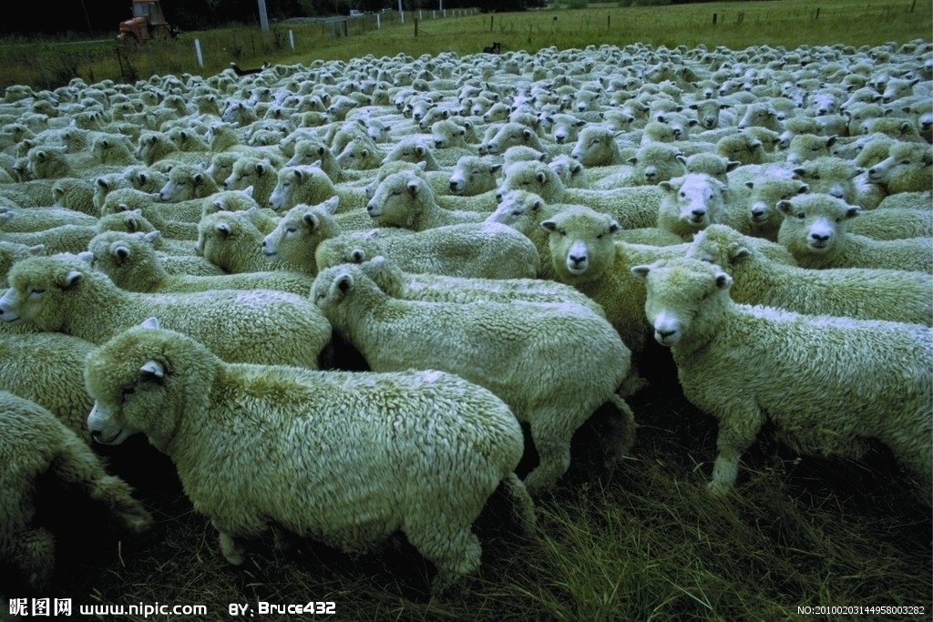 厂家批发零售三利羊毛线三拒洁卡12s4纯毛线羊绒型毛线