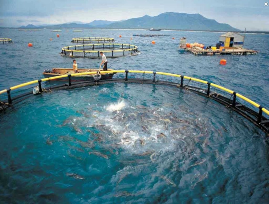 上海欣运塑胶渔网箱配件现货直销pe深海养鱼网箱