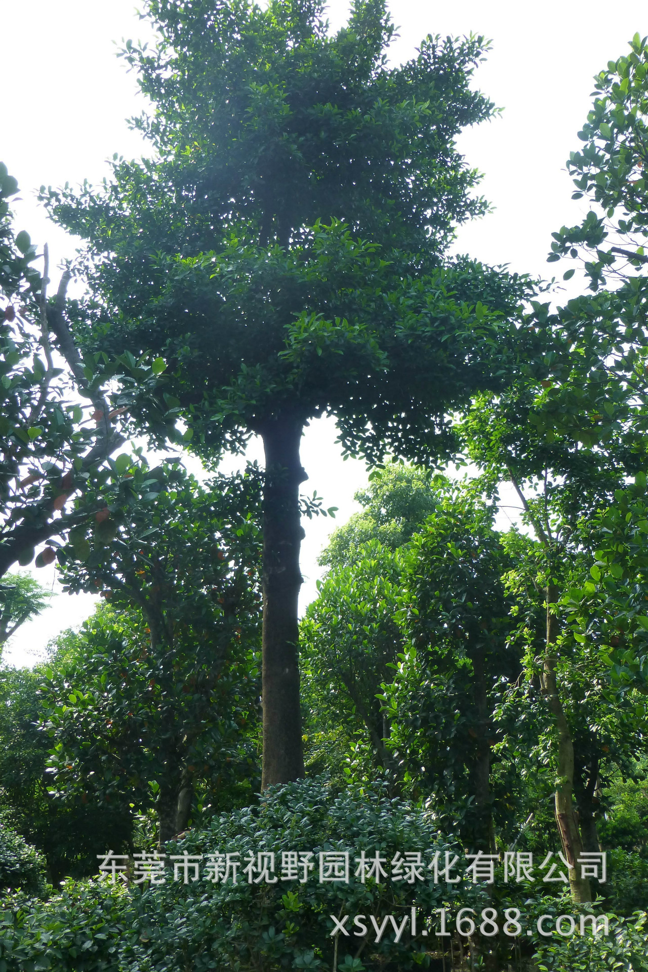 批发供应和顺树 高档假植和顺树 全冠移栽和顺树-阿里巴巴