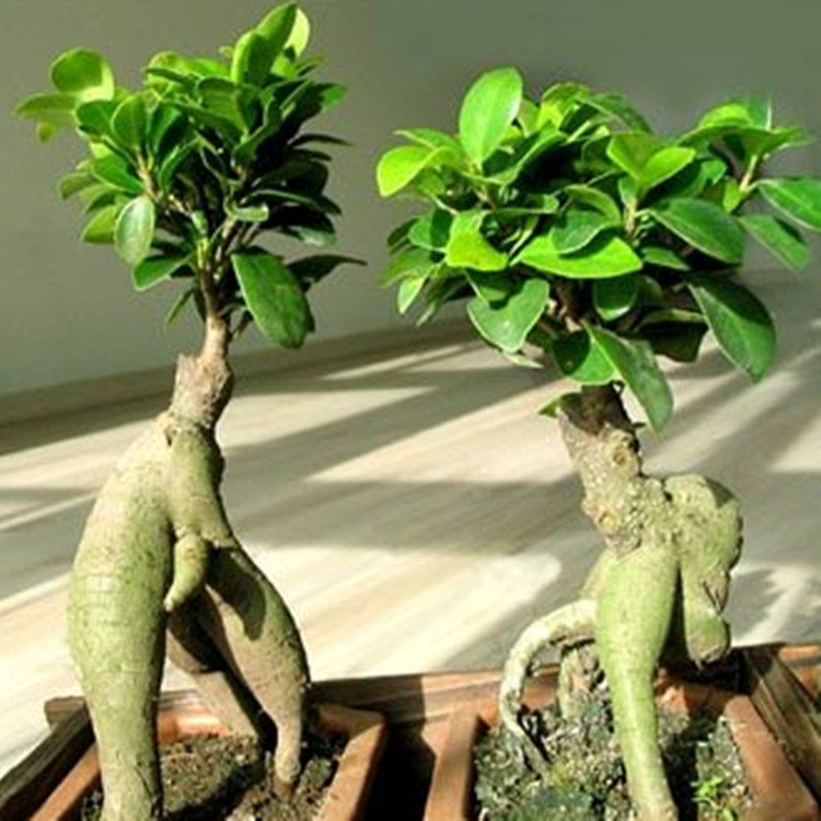 嫁接榕树3_副本