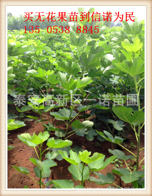 无花果苗