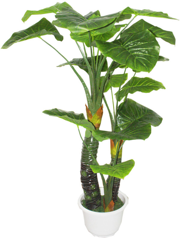 花卉绿植滴水观音小苗海芋观音莲水土栽培均可净化空气吸甲醛