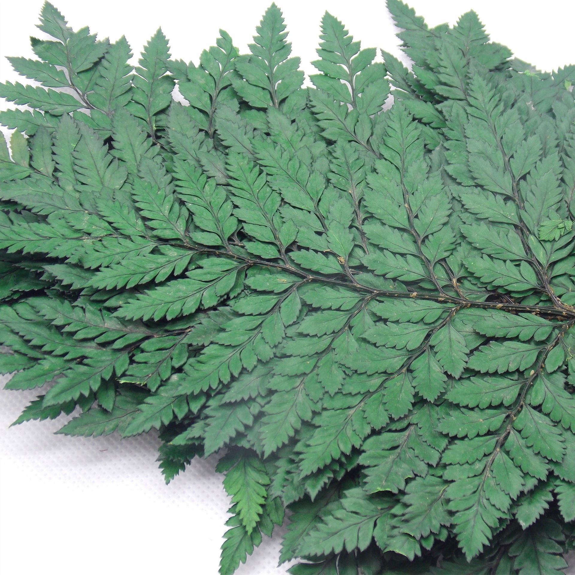 厂家批发 保鲜花辅材叶材 高山羊齿叶片 永生花礼盒多种颜色制作