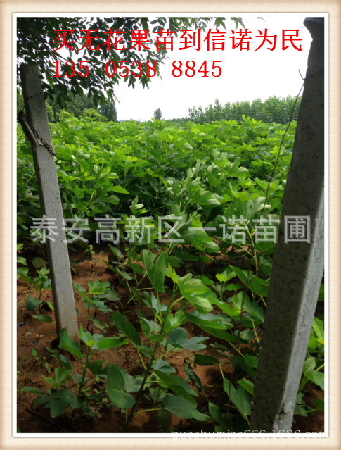 无花果苗