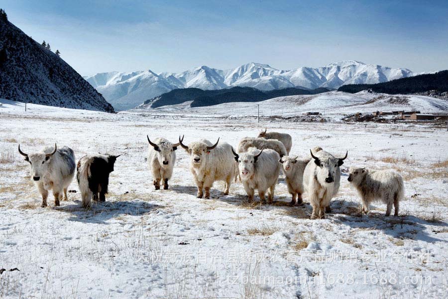 牦牛西藏/青海/甘肃牦牛价格活牦牛过称活牦牛多少钱一头活牛价格