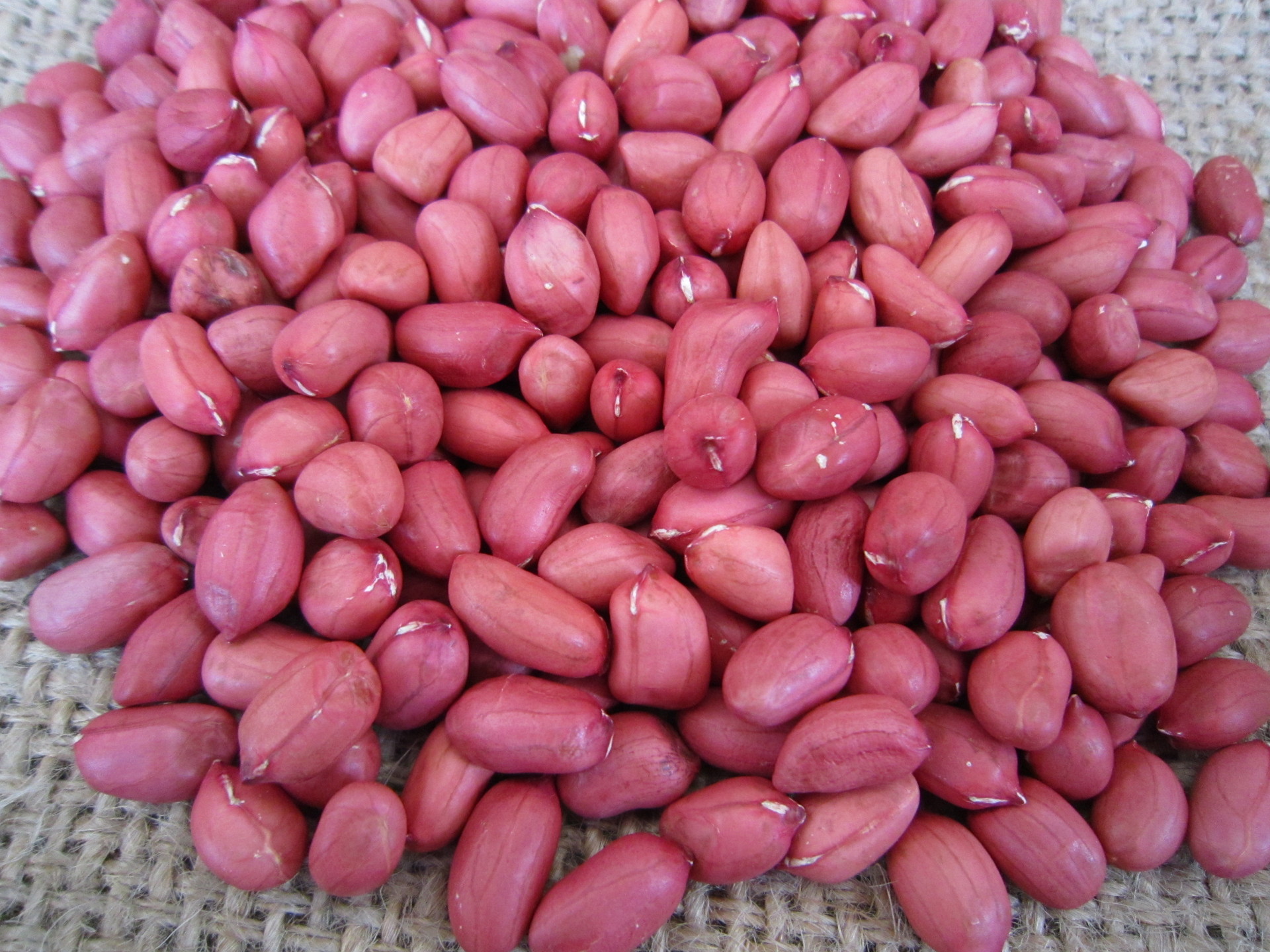 强力推荐 出口级四粒红花生 高质量花生米 精选花生米批发