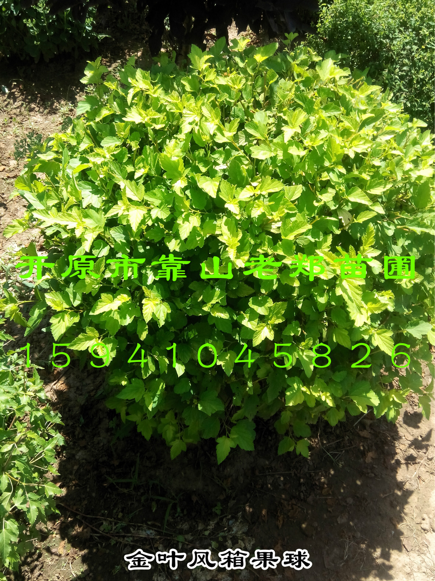 金叶风箱果球02