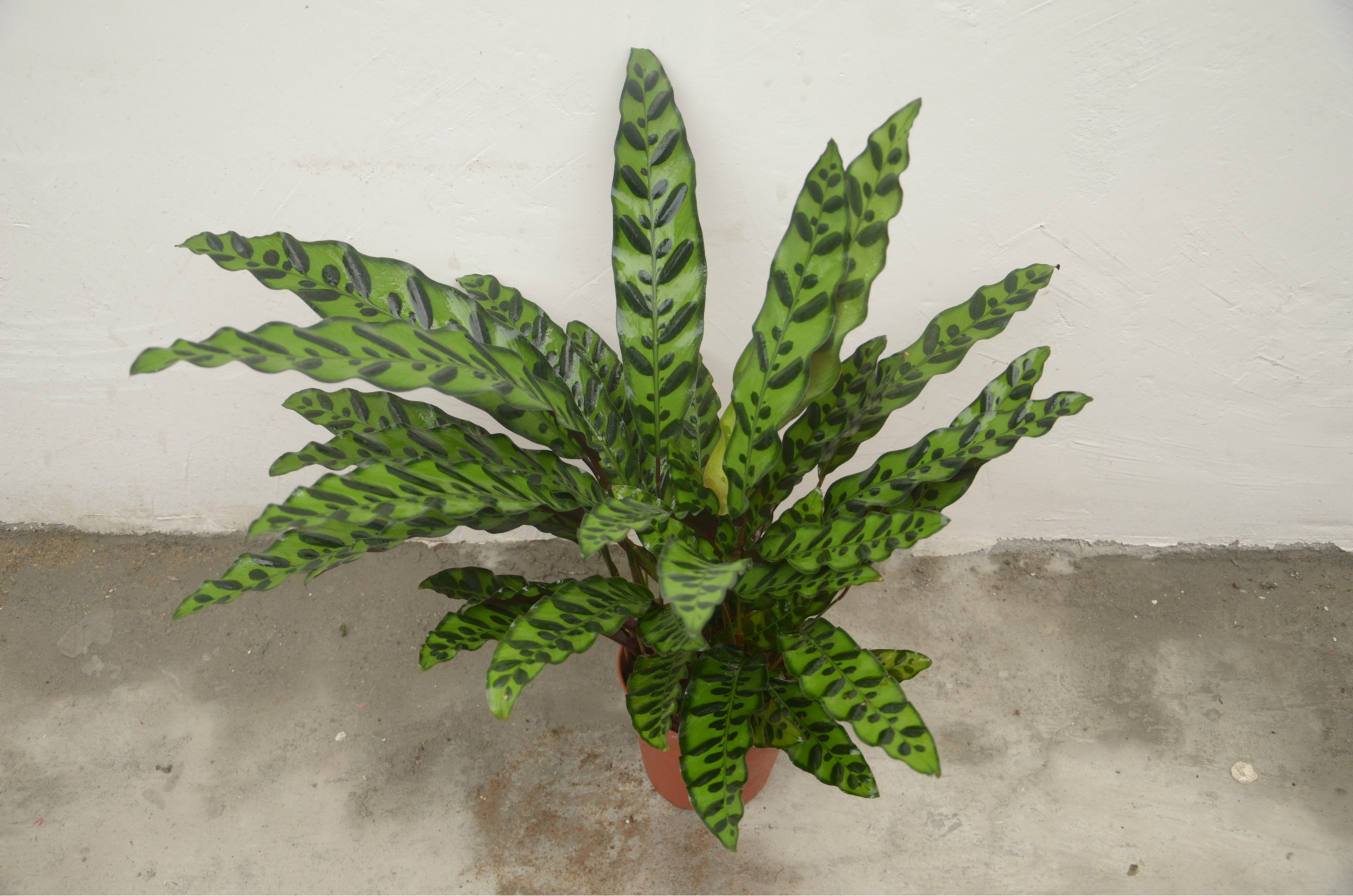 基地直销适合室外环境绿化布置 养眼植物 绿化工程盆栽 豹纹竹芋