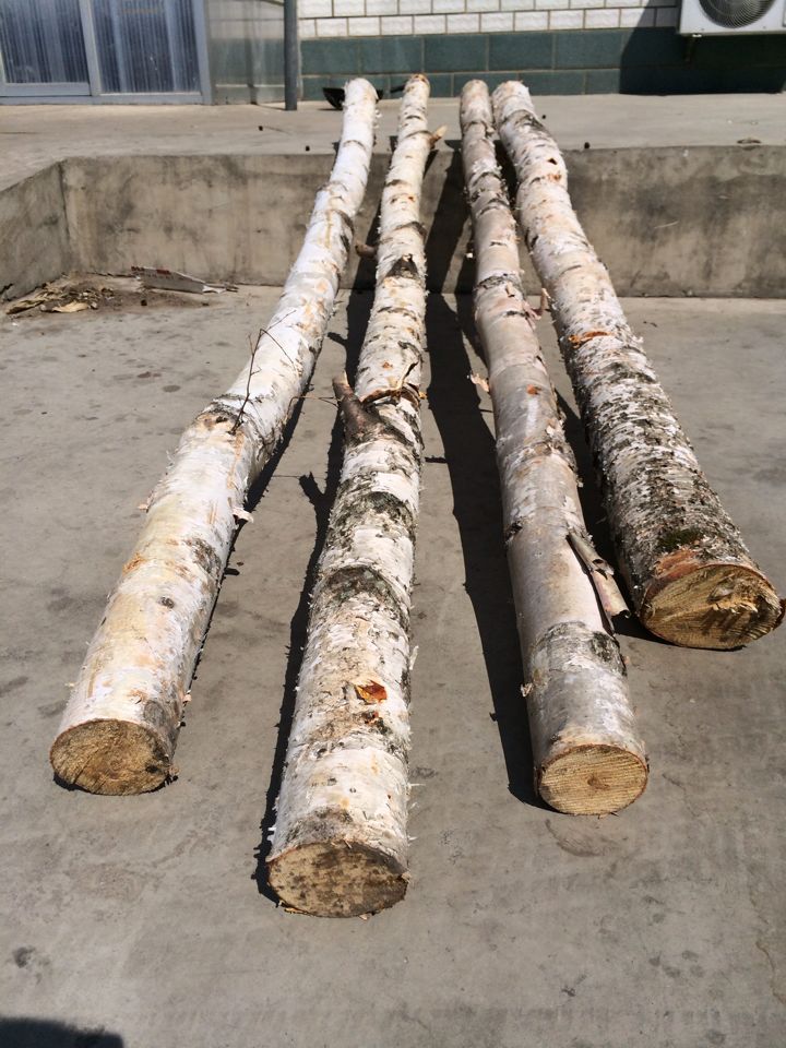 荐 供应热销白桦树棍 专供装饰工艺品原料