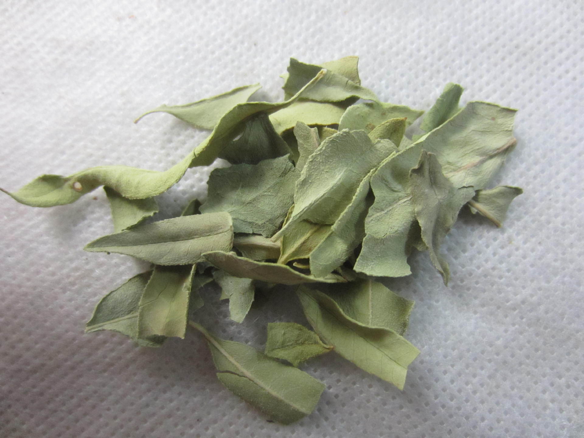 批发中药材罗布麻叶