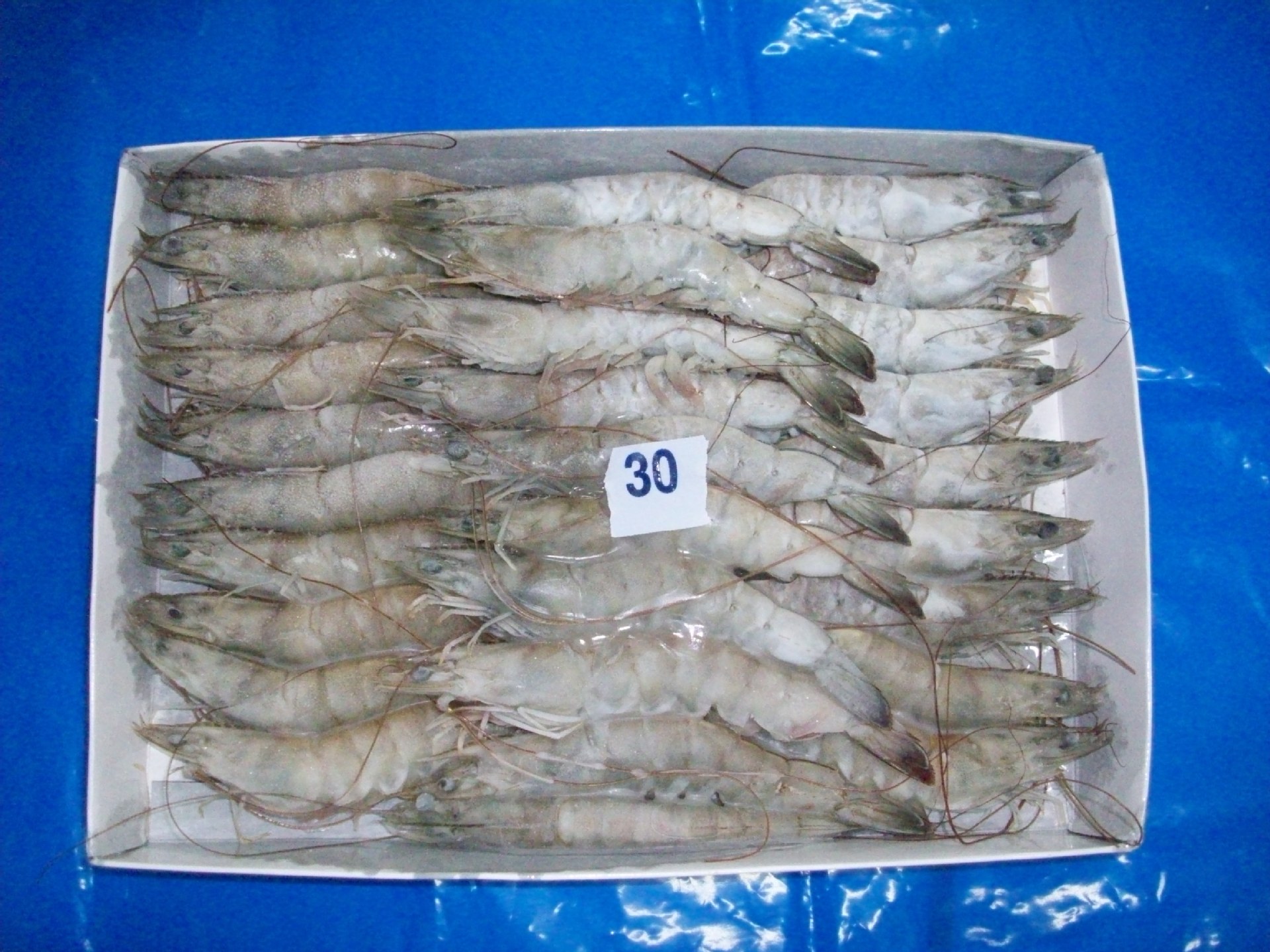 印度10x500g连头盒装南美白虾