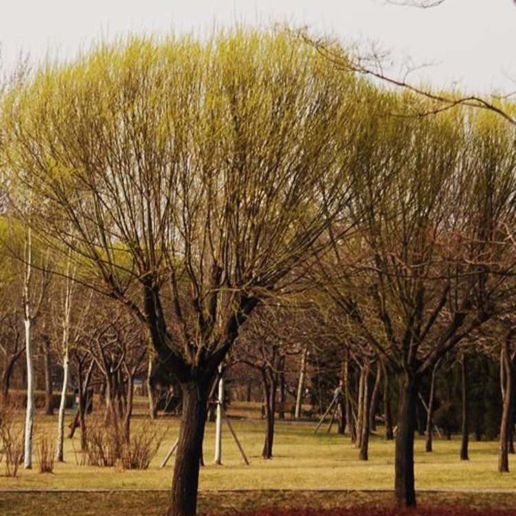 供应各种工程苗木 花卉 基地直销 优质 馒头柳