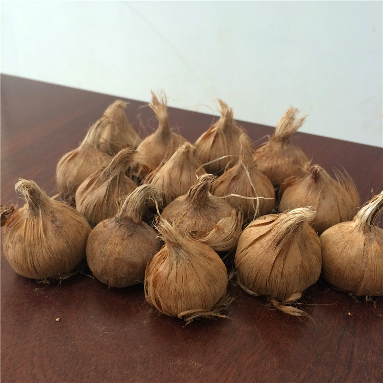 首页 农业 种子 药材种子种苗 >批发番红花种球 出售西红花藏红花种球