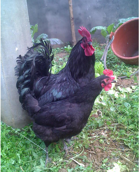 热销推荐江苏常年绿壳蛋鸡种鸡 高产绿壳蛋鸡 农家纯种绿壳蛋鸡