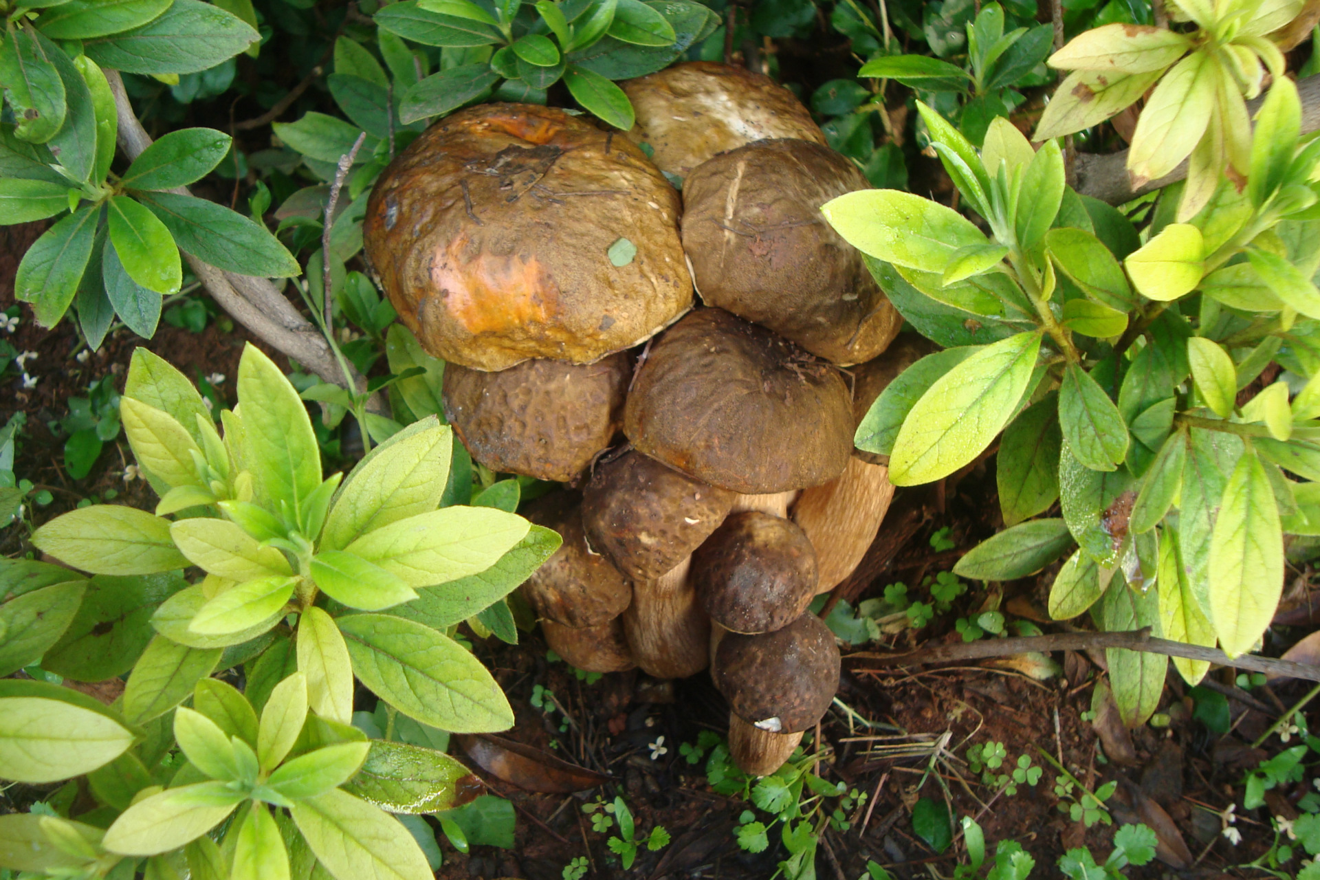 秦巴深山美味牛*菌压缩包装保存时间长,食用方便!产地批发