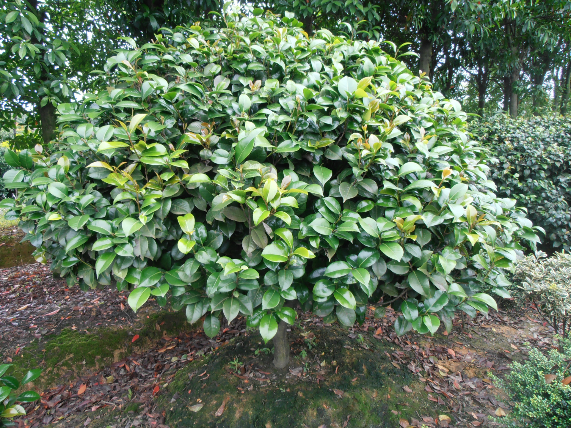 苗木基地直供茶花球盆景茶花树苗灌木饱满茶花球灌木树小苗批发