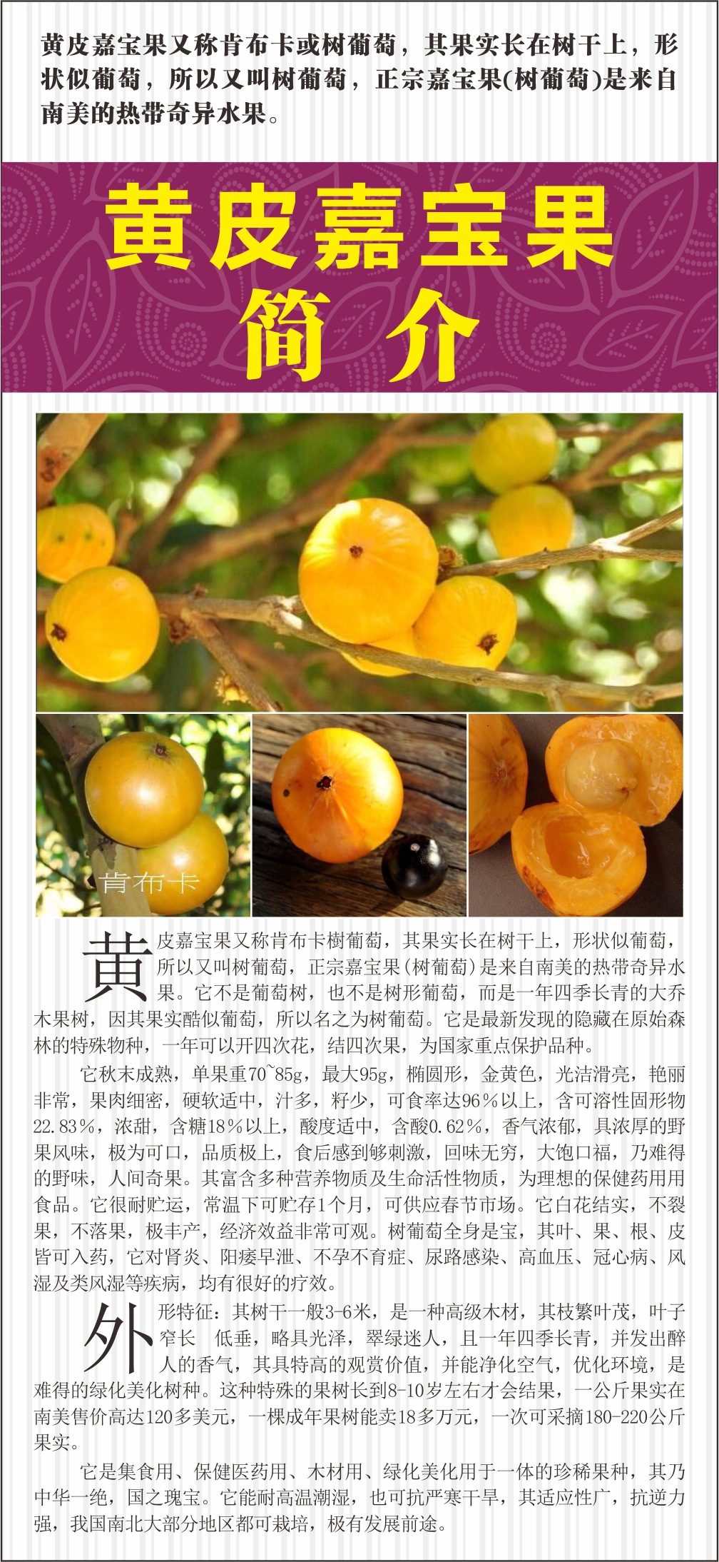 肯布卡/巴西黄皮嘉宝果/树葡萄